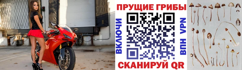 Галлюциногенные грибы Magic Shrooms  Купить закладки  Нефтекумск 