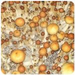 Псилоцибиновые (галлюциногенные)  грибы Psilocybin "Golden Teacher" в Нефтекумске