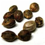 Семена марихуаны АК-47  (Seeds AK-47) в Нефтекумске